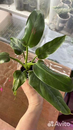 Филодендрон доместикум