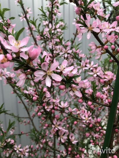 Миндаль декоративный