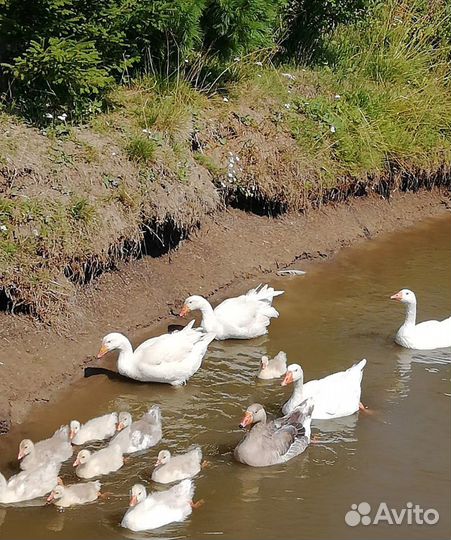 Инкубационные яйца гусей, уток