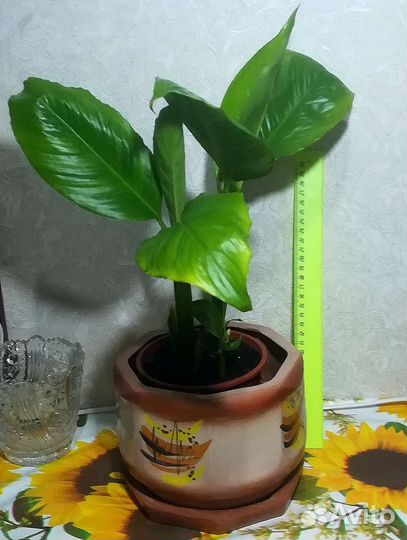 Хлорофитум и спатифиллум