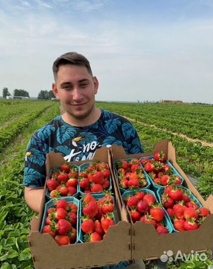 Саженцы клубники (опт и розница)