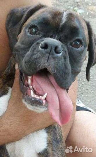 Боксер немецкий