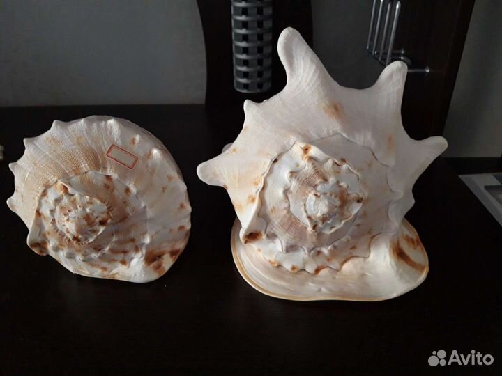 Морские средиземноморские ракушки