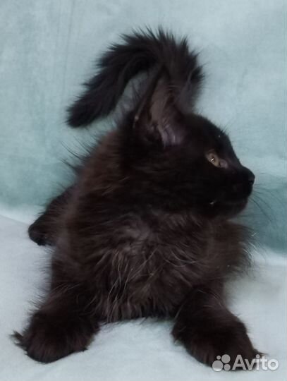 Кошечка мейн кун