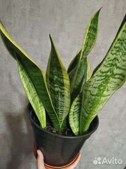 Сансевиерия