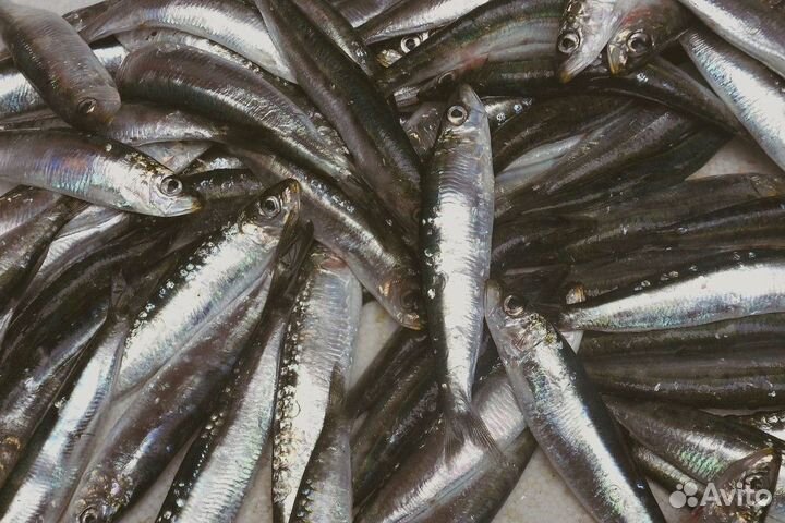 Продам готовый бизнес магазин морепродуктов