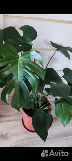 Монстера альба цветы