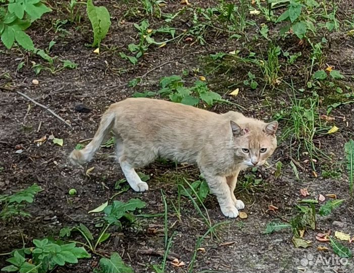 Котик в добрые руки