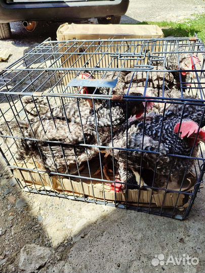 Куры несушки доминант