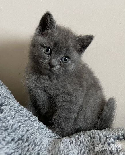 Британские котята
