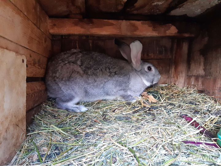 Крольчата серый великан,фландр