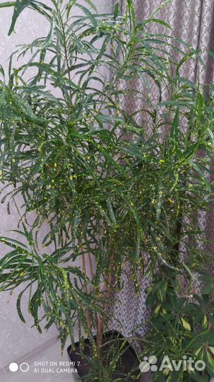 Кротон узколистный Укорененный отросток