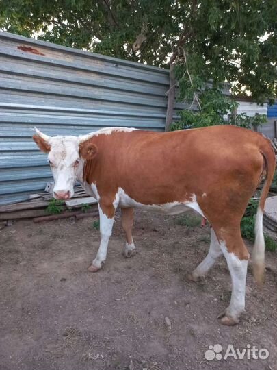 Корова стельная дойная