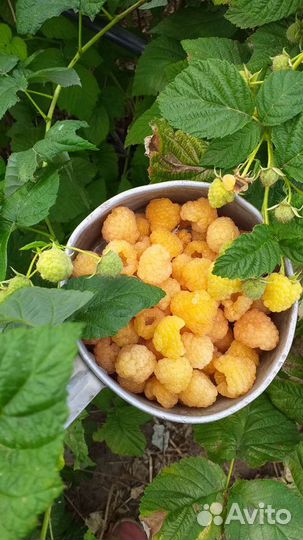 Саженцы Жёлтый Гигант