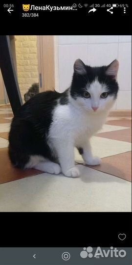 Лапочка,девочка Поночка,10 мес,ласковая и нежная