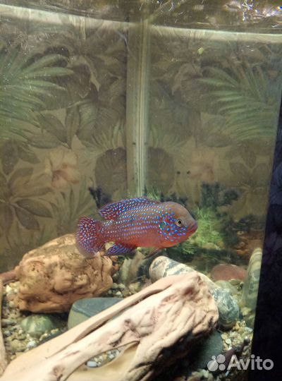 Хромис красавец