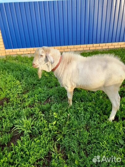 Вязка козла