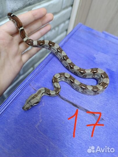 Удав Императорский.Змея