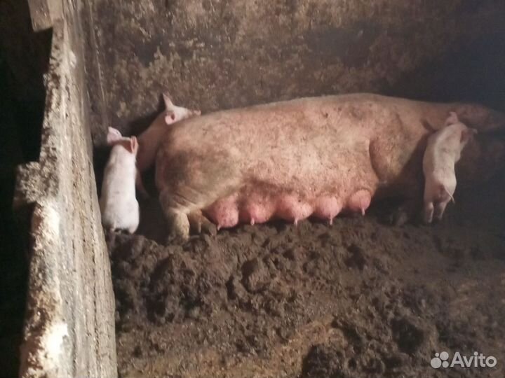 Продам поросят