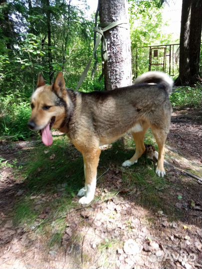 Собаки бесплатно в добрые руки