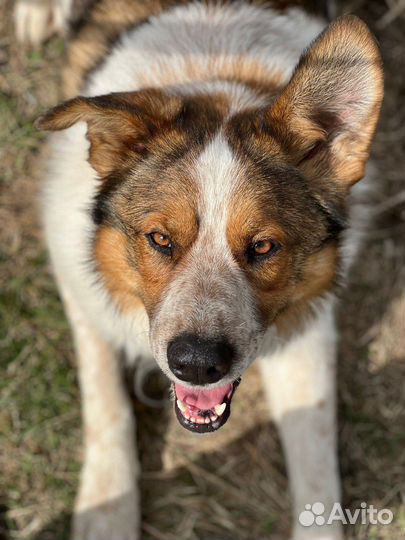 Собака в добрые руки