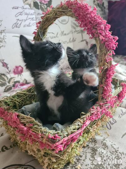 Котята в добрые руки даром