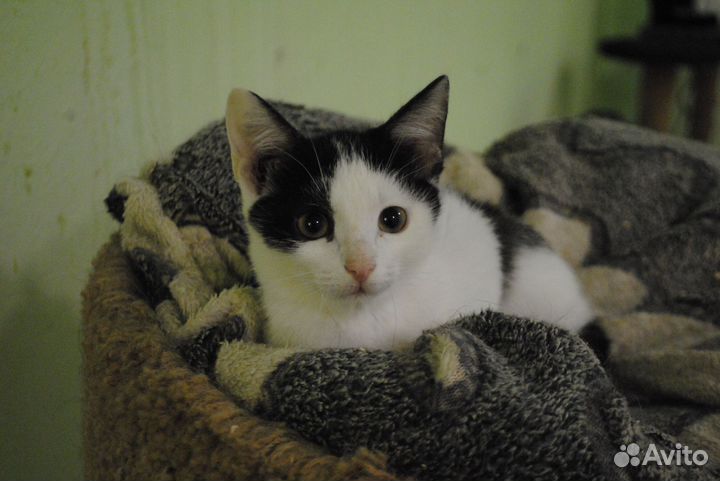 Котенок в добрые руки