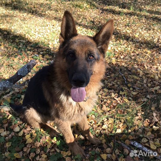 Ищем невесту