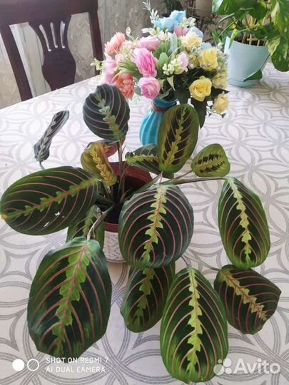 Маранта сциндапсус