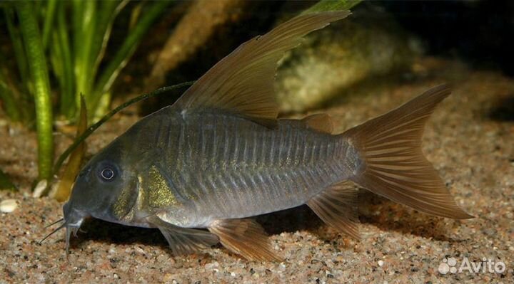 Коридорас Конколор