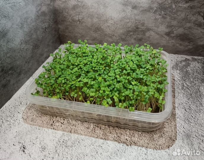 Микрозелень Горох/Руккола/Редис Рэд Корал/Горчица