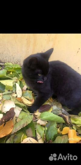 Котёнок в дар