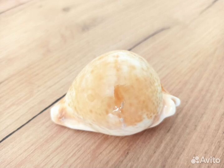 Морская раковина