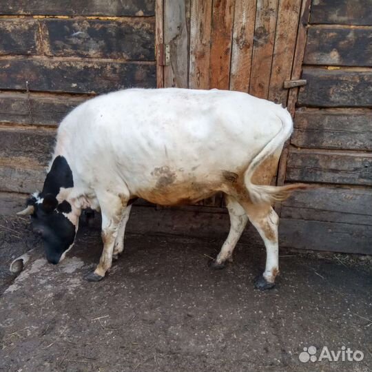 Телка 1,6 года стельная