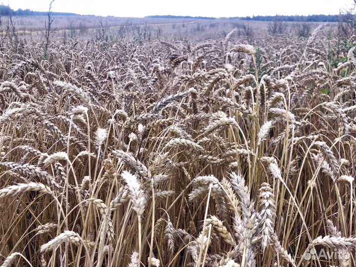 Пшеница Зерно