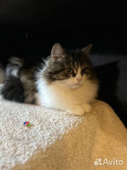 Пушистая кошка