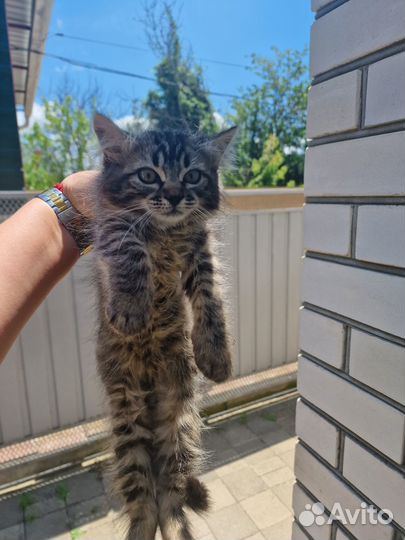 Отдам породистого котенка в добрые руки