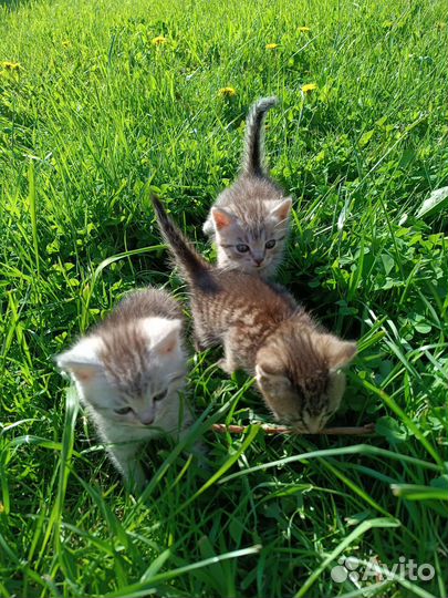 Котята в добрые руки мальчики 1 месяц