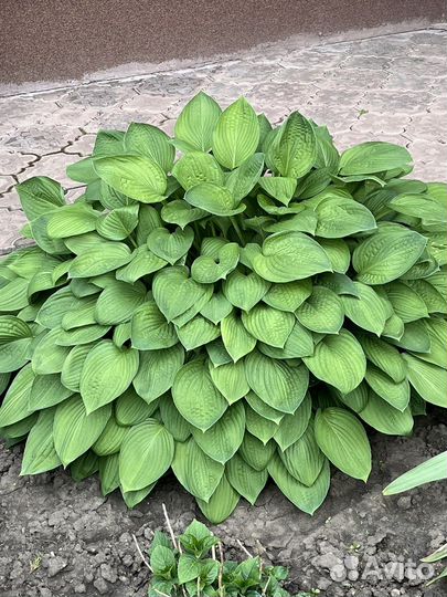 Хоста, бадан