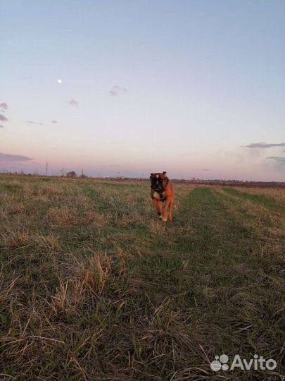 Вязка Боксера