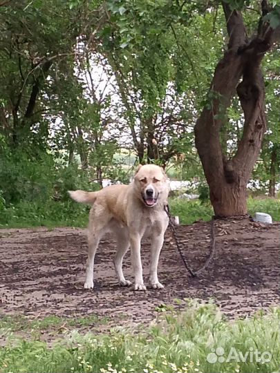 Среднеазиатская овчарка алабай щенки