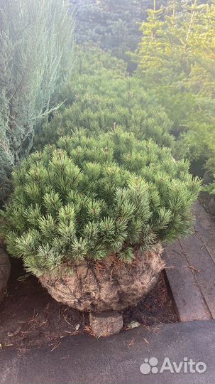 Сосна горная