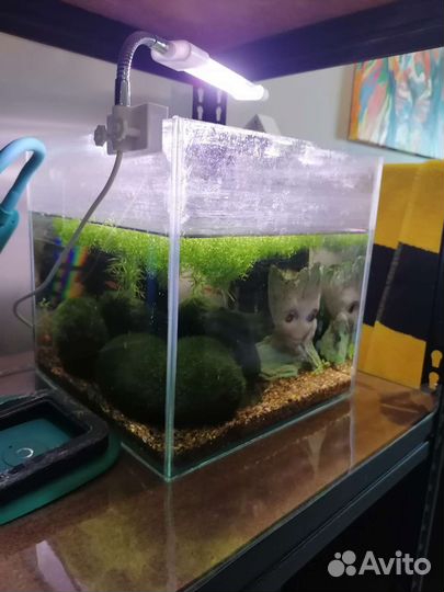 Аквариум