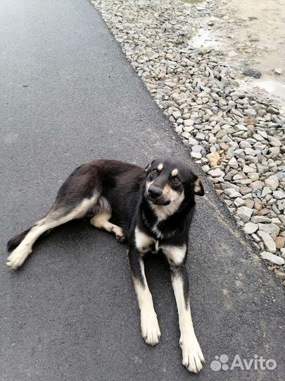 Собака в добрые руки