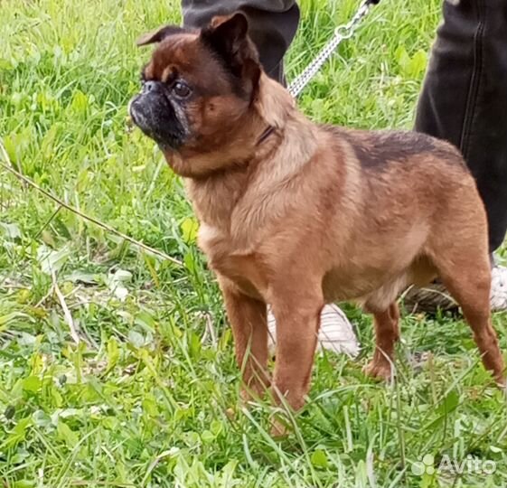 Пти брабансон вязка