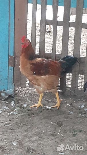 Петухи