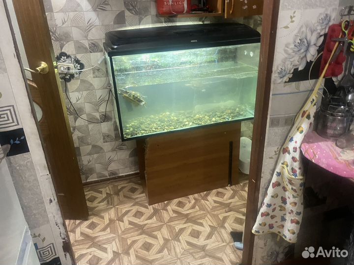 Аквариум с черепахами
