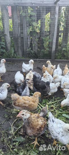 Цыплята кур несушек