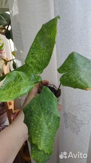 Калатея нетворк и Макояна