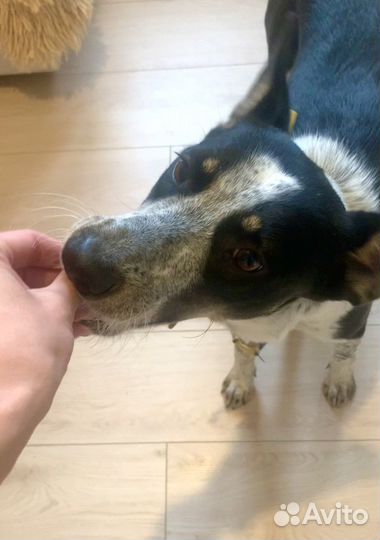 Собака-компаньон Найда